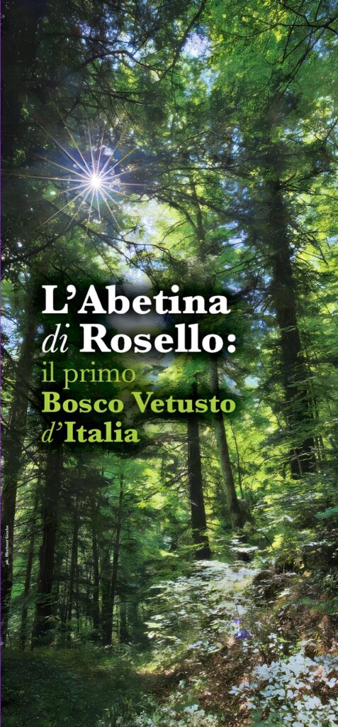 L’Abetina di Rosello: il primo Bosco Vetusto d’Italia, abeti illuminati dal sole