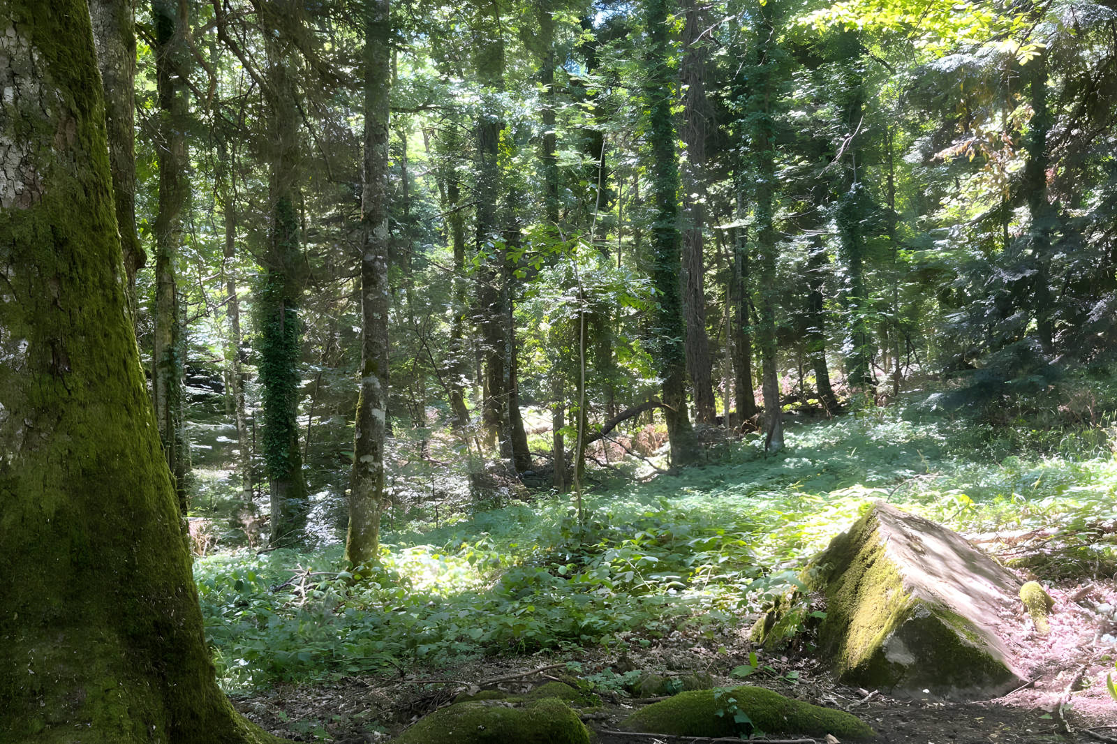 Sottobosco dell’Abetina di Rosello con alberi alti, un tronco coperto di muschio e rocce muschiose
